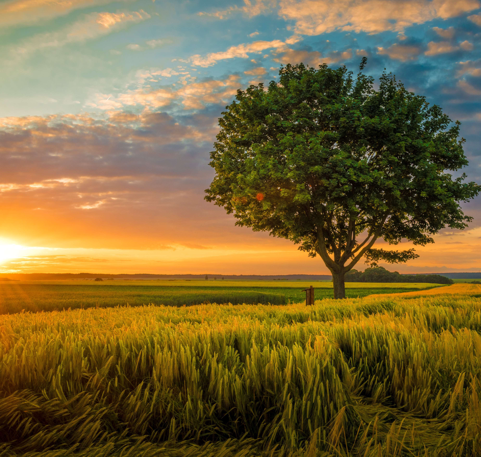 Amanhecer no campo